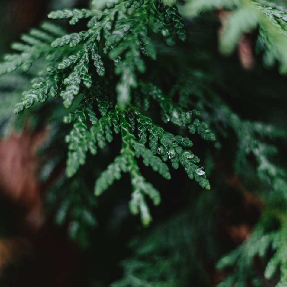 a close up of a tree branch with green leaves