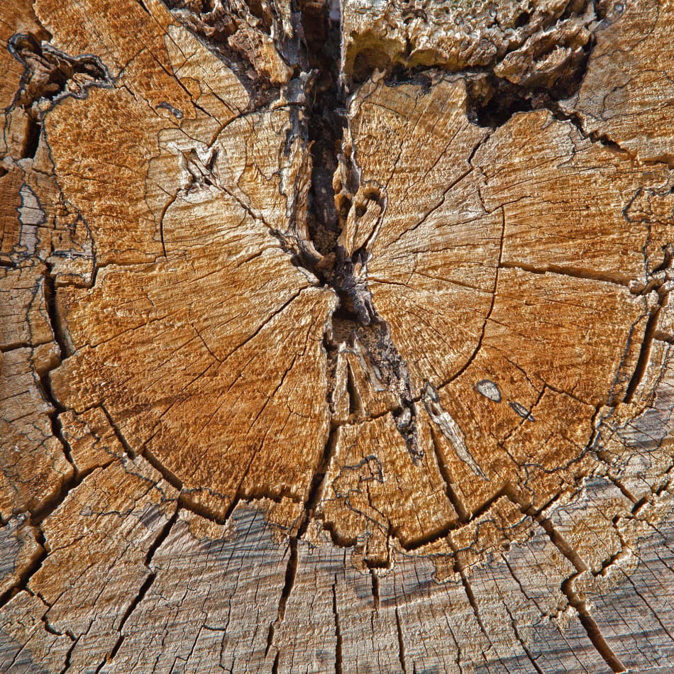 Wood grain texture detail for kitchen countertops, showcasing natural patterns and durability