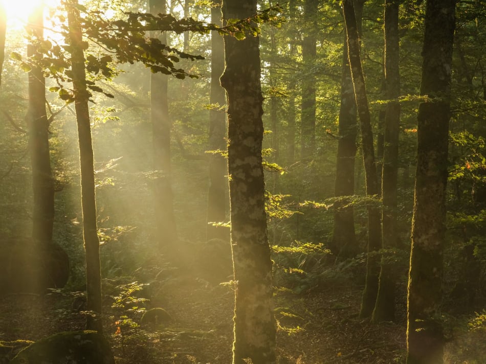 the sun is shining through the trees in the forest