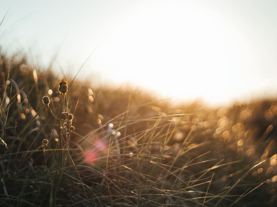 et nærbillede af et felt med højt græs ved solnedgang